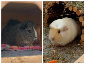 Mobiler Haustierservice Pfötchen, Kralle & Co. Hannover & Umgebung, Daisy und Niño