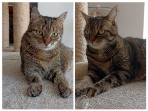 Spiderine & Luna, Mobiler Haustierservice "Pfötchen, Kralle & Co."