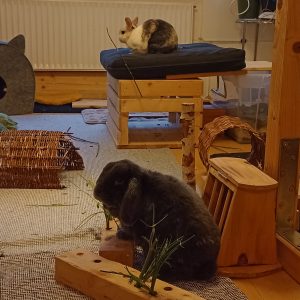 Mobiler Haustierservice Pfötchen, Kralle & Co. Hannover & Umgebung, Heurietta & Hilbert