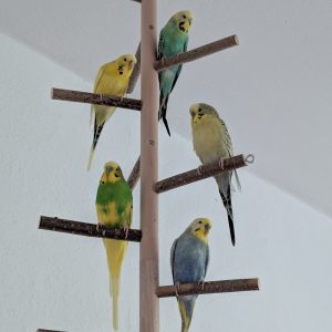 Mobiler Haustierservice Pfötchen, Kralle & Co. Hannover & Umgebung, Filou, Yoshi, Kiwi,Maggie & Maja