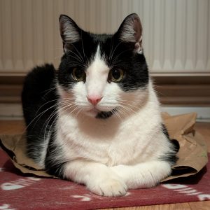 Mobiler Haustierservice Pfötchen, Kralle & Co. Hannover & Umgebung, Luigi