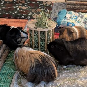 Mobiler Haustierservice Pfötchen, Kralle & Co. Hannover & Umgebung, Mr Bubi, Snoopy, Holly & Sammy