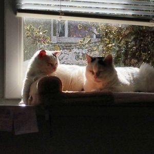 Mobiler Haustierservice Pfötchen, Kralle & Co. Hannover & Umgebung, Lotta & Osti