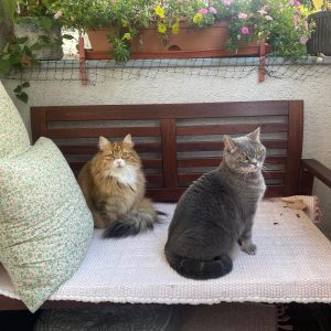 Mobiler Haustierservice Pfötchen, Kralle & Co. Hannover & Umgebung, Mimi & Kivi