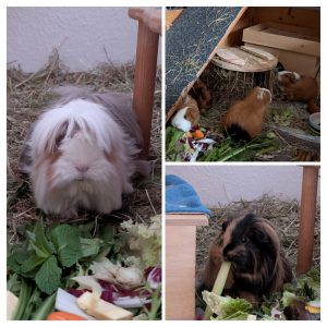 Mobiler Haustierservice Pfötchen, Kralle & Co. Hannover & Umgebung, Eddy, Hazel, Sunny, Dumbo, Yoda & Nugget