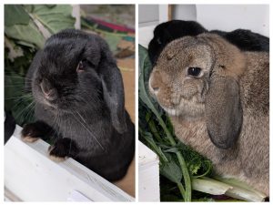 Mobiler Haustierservice Pfötchen, Kralle & Co. Hannover & Umgebung, Hopsi & Mopsi