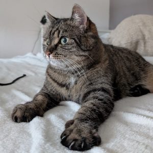 Mobiler Haustierservice Pfötchen, Kralle & Co. Hannover & Umgebung, Laila