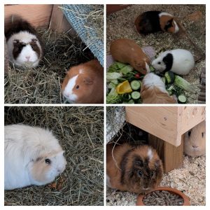 Mobiler Haustierservice Pfötchen, Kralle & Co. Hannover & Umgebung, Fulgencio, Poppy, Bernadette, Olivia, Annalise, Gloria, Rio & Lolle