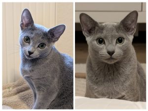 Mobiler Haustierservice Pfötchen, Kralle & Co. Hannover & Umgebung, Feli & Blue