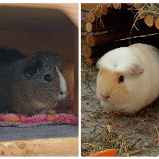 Mobiler Haustierservice Pfötchen, Kralle & Co. Hannover & Umgebung, Daisy und Niño