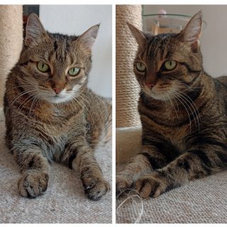 Spiderine & Luna, Mobiler Haustierservice "Pfötchen, Kralle & Co."