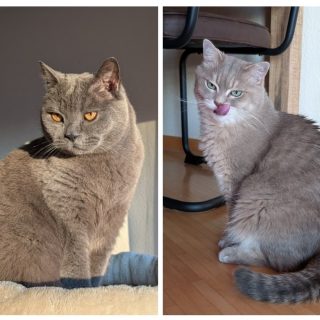 Mobiler Haustierservice Pfötchen, Kralle & Co. Hannover & Umgebung, Lucky & Sammy