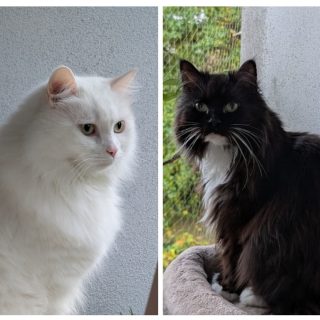 Mobiler Haustierservice Pfötchen, Kralle & Co. Hannover & Umgebung, Kimba & Luzy